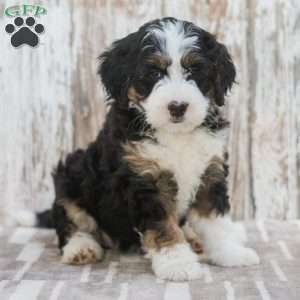 Isabel, Mini Bernedoodle Puppy